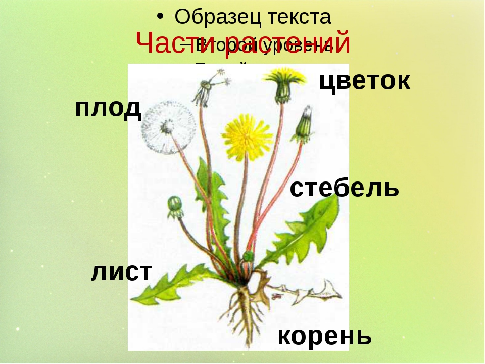 Корень стебель лист плод семя. Части растения. Части растений для детей. Части одуванчика. Одуванчик части растения.