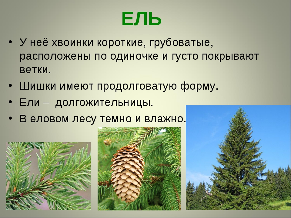 Какие у ели приспособления. Ель обыкновенная хвоинки. Хвоинки дерева ель обыкновенная. Ель обыкновенная хвоинки особенности. Описание ели для детей.