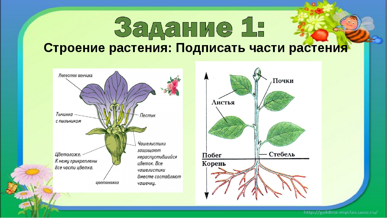 Части цветка картинка