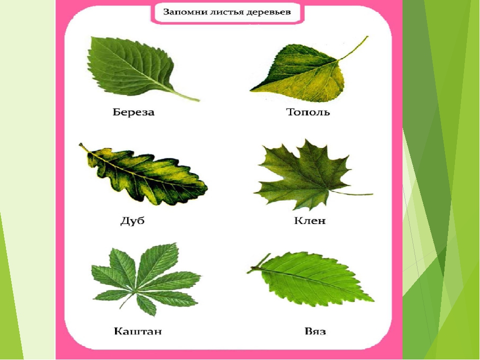 Деревья и листья презентация