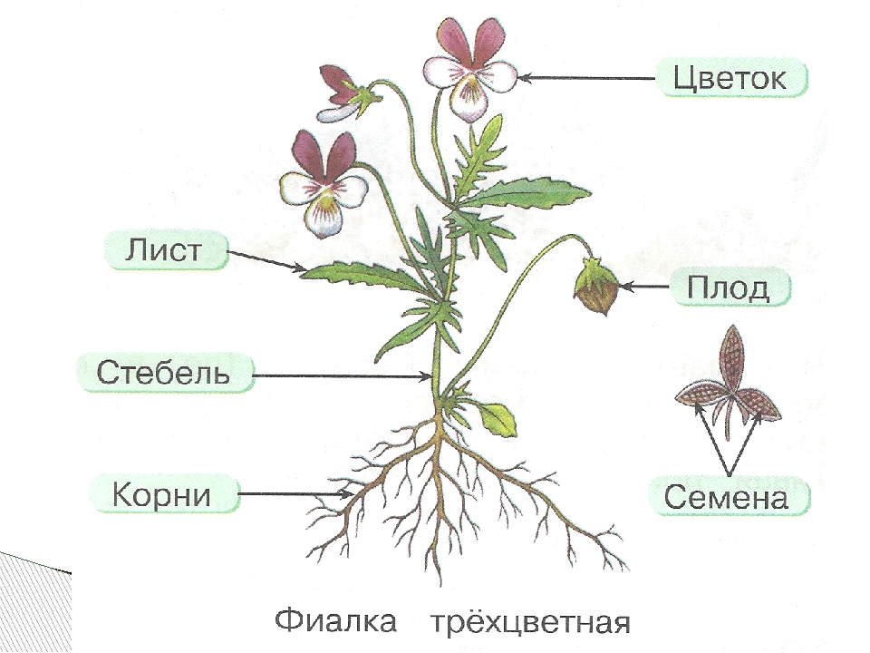 Органы растения 3 класс. Схема строения цветкового растения рисунок. Органы растений фиалка трехцветная. Строение побега фиалки. Внешнее строение цветкового растения.
