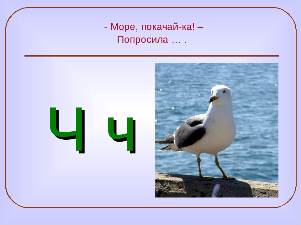 Птица на букву ч. Животное на букву ч. Загадки про животных на букву ч. Зверь на букву ч. Загадка про животного на букву ч.