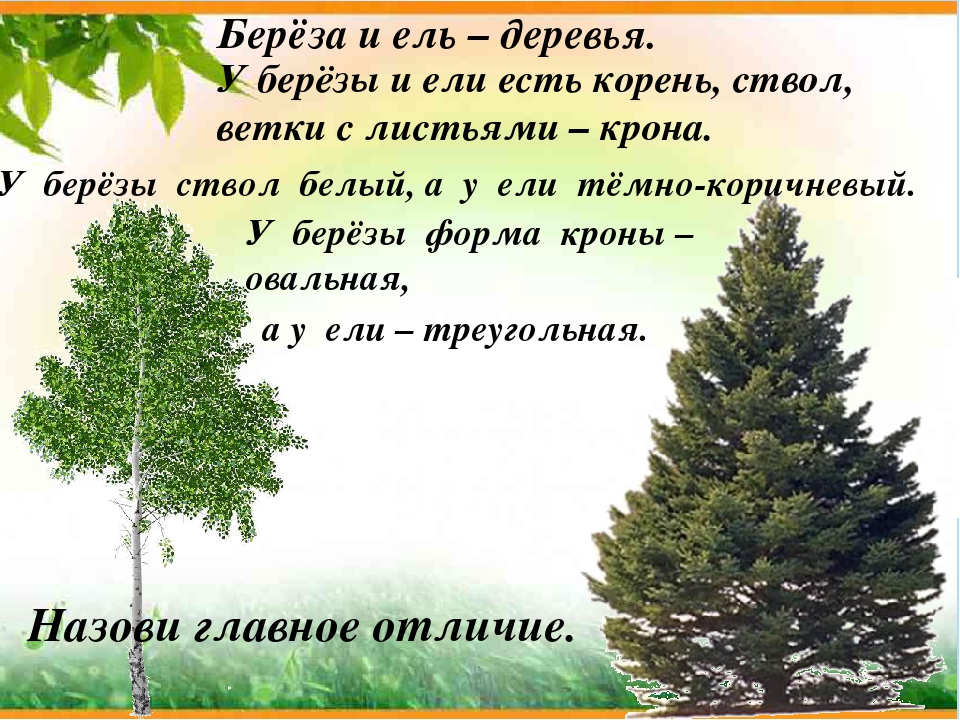 Юные деревья всех пород ель и сосна осина и береза растут дружно и тесно схема