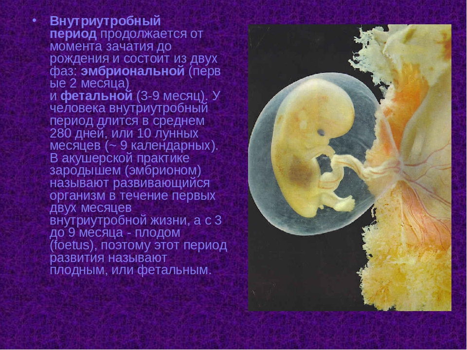 Внутриутробный период у человека длится. Периоды внутриутробного развития. Внутриутробный эмбриональный период. Периоды развития зародыша человека. Фетальный период внутриутробного развития.
