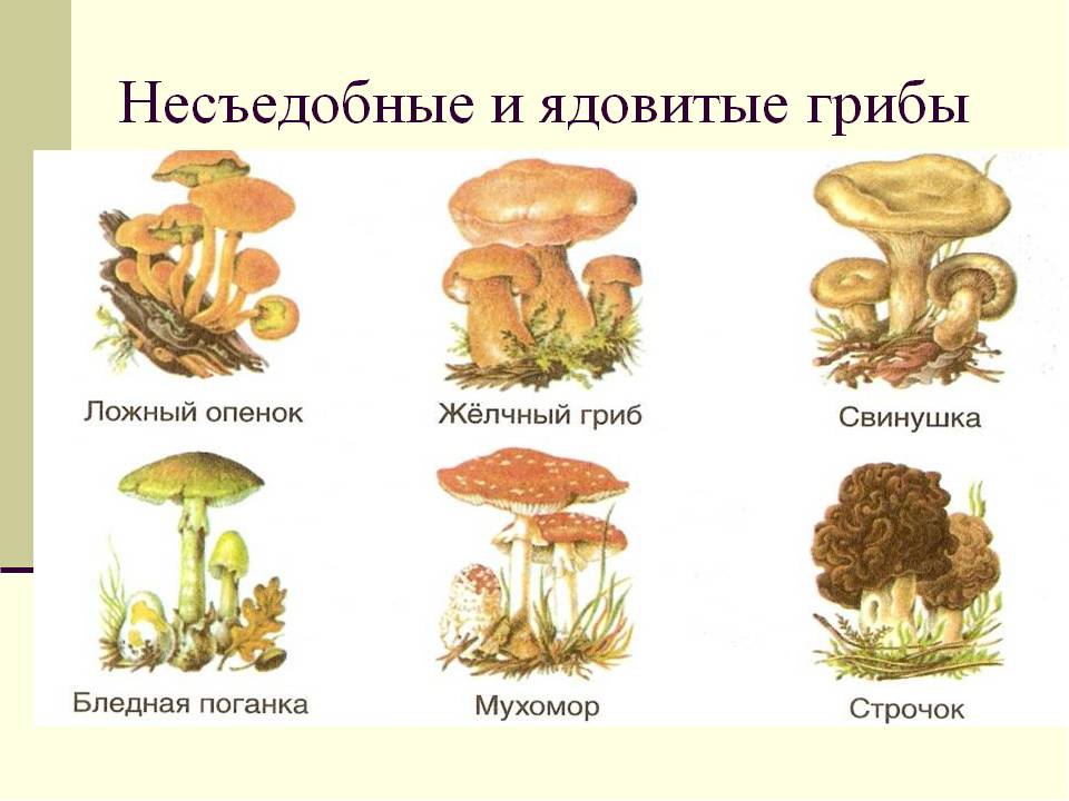 Ядовитые грибы в картинках с названиями