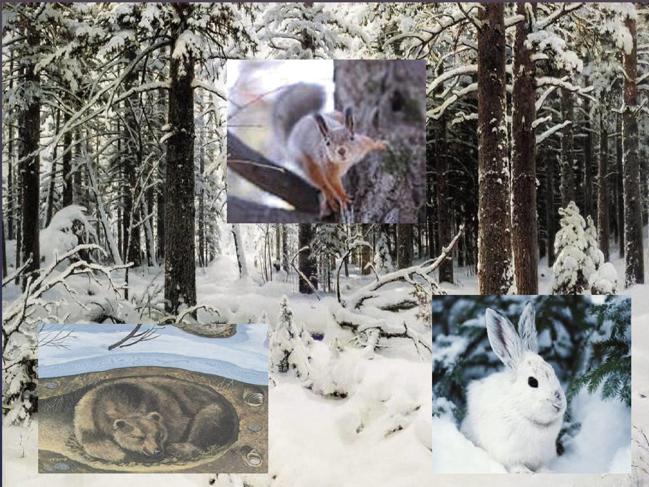 Изменения животных зимой 5 класс биология