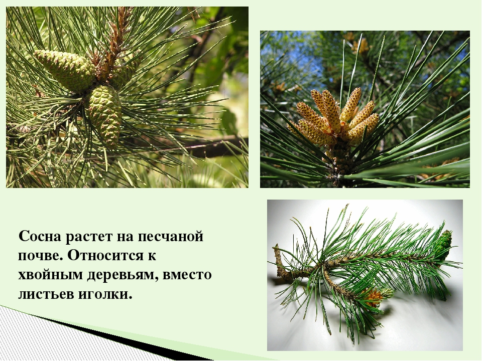 На какой почве растут сосны. Сосна описание. Сосна презентация. Чем полезна сосна. Что растет на сосне.