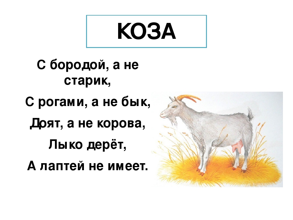 Слово козленок. Загадка про козочку для малышей. Загадка про козу. Загадка про козу для детей. Загадки про козу для дошкольников.