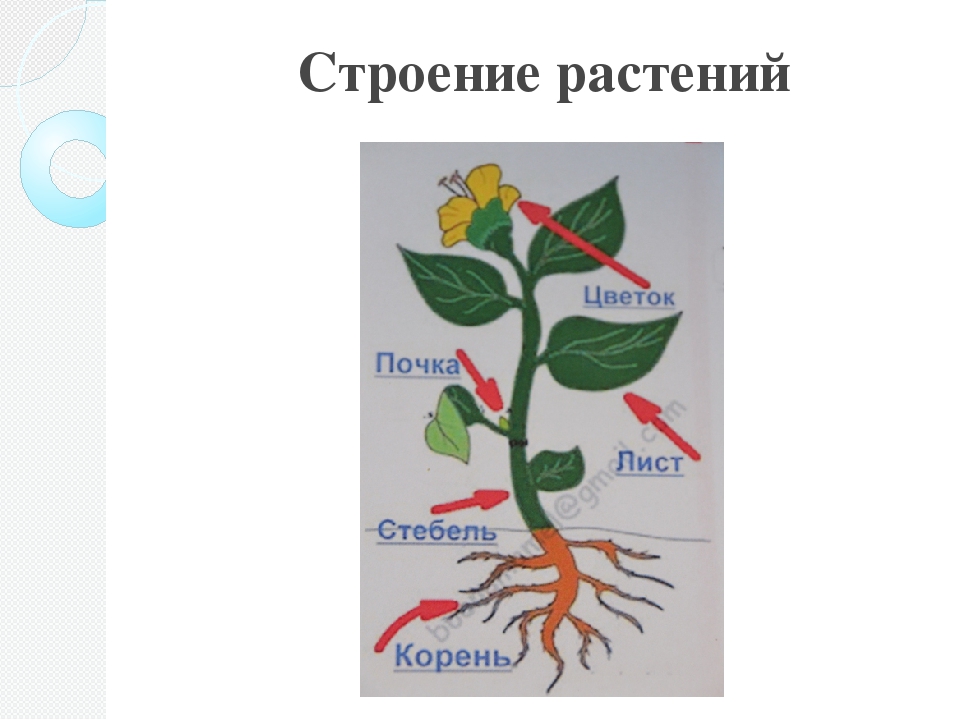 Строение цветка для дошкольников картинки