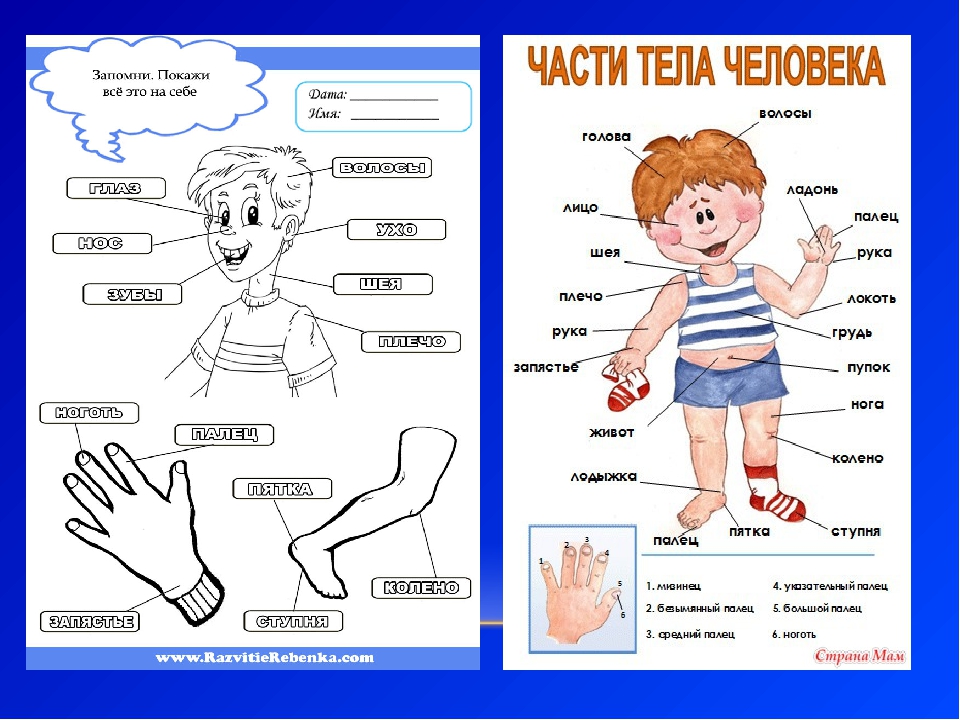 План урока части тела