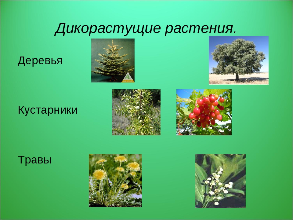 Растительность нашей местности предлагать способ. Дико растушиерастения. Дикорастущие деревья. Культурные деревья кустарники травянистые. Дикорвстущии растении.