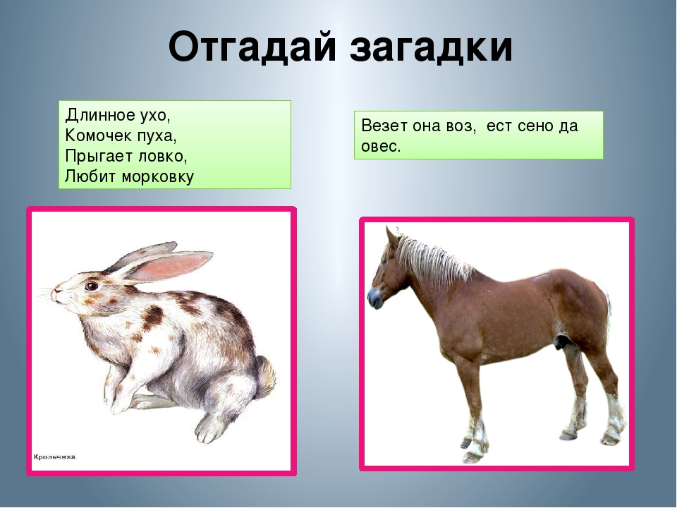 Татарские загадки. Загадки по татарскому про животных. Загадки на татарском языке. Загадки про животных на татарском.