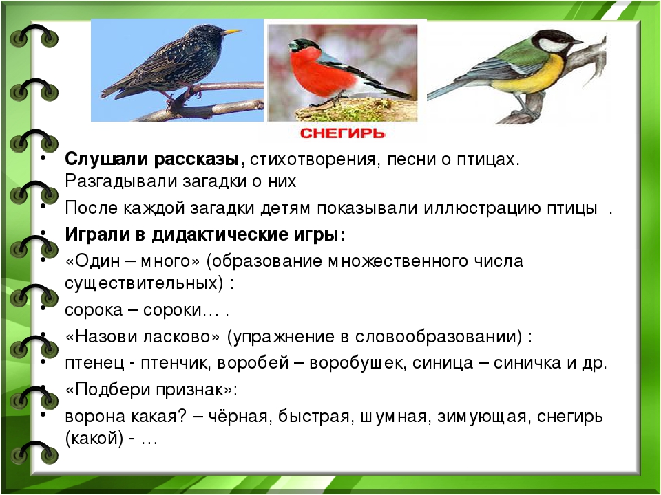 Загадки о птицах. Истории про птиц для школьников. Стихи и загадки про птиц. Картотеки стихов и загадок о птицах. Загадки на тему птицы с ответами.