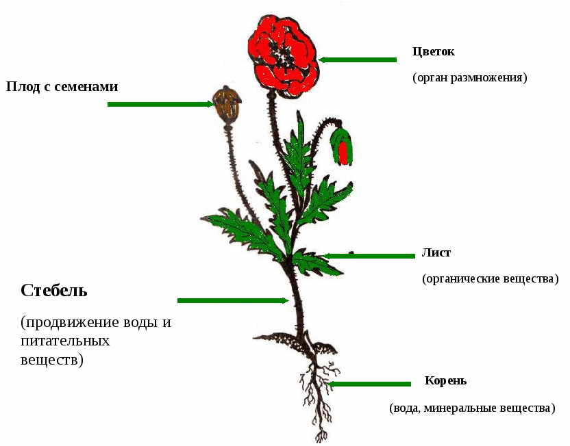 Части цветка схема