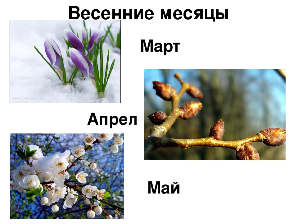 Месяца весны цифрами