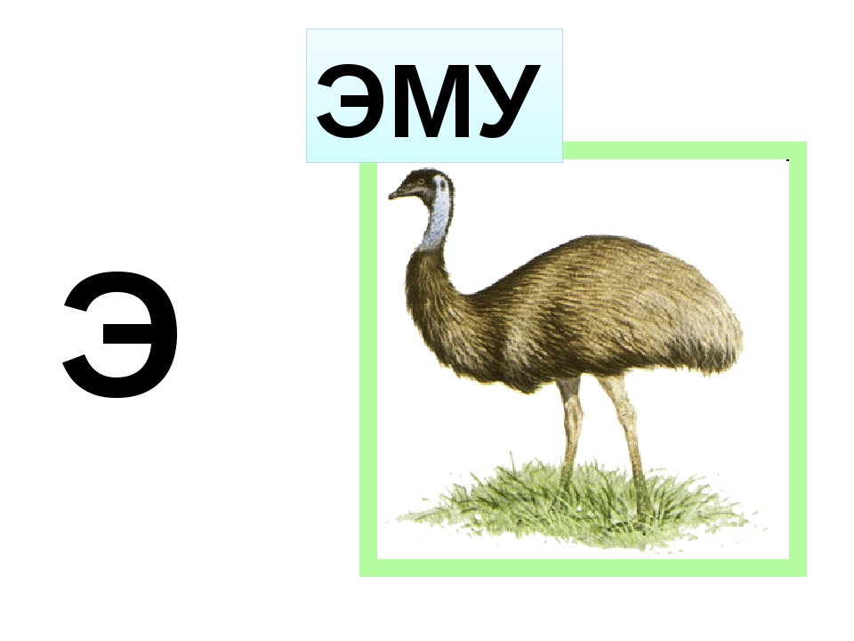 Слова н букву э. Э эму Азбука. Буква э эму. Буква э страус эму. Животное на букву э.