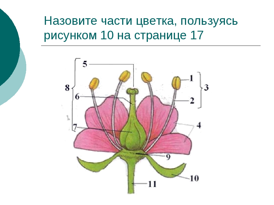 Две главные части цветка