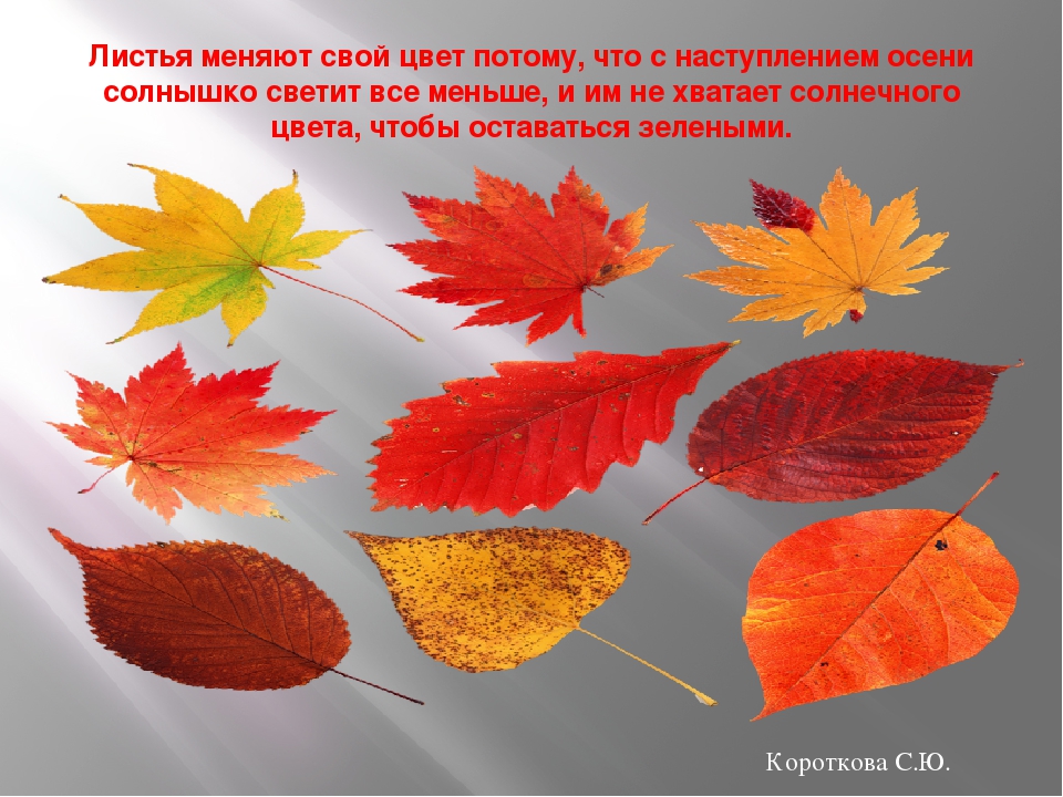 От чего изменяется окраска листьев. Листья меняют цвет. Листья меняют свой цвет. Изменение окраски листьев осенью. Отчего осенью листья меняют цвет.
