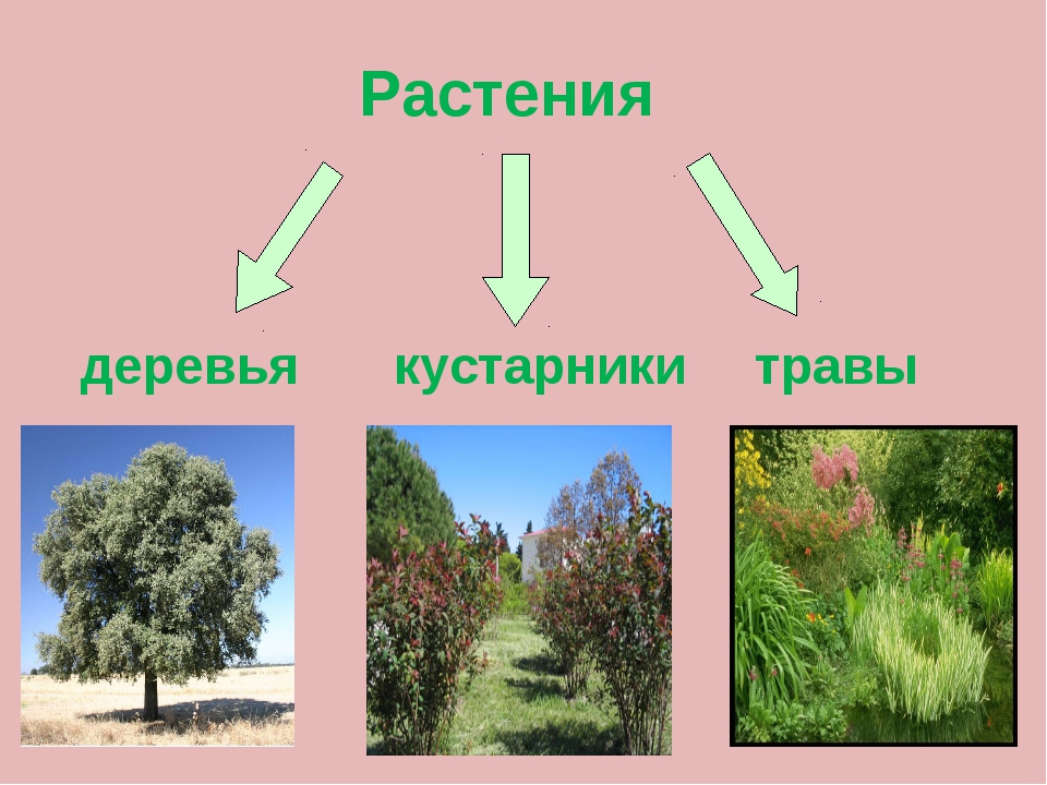 Сделай три рисунка дерево кустарник травянистое растение подпиши их 2 класс окружающий мир