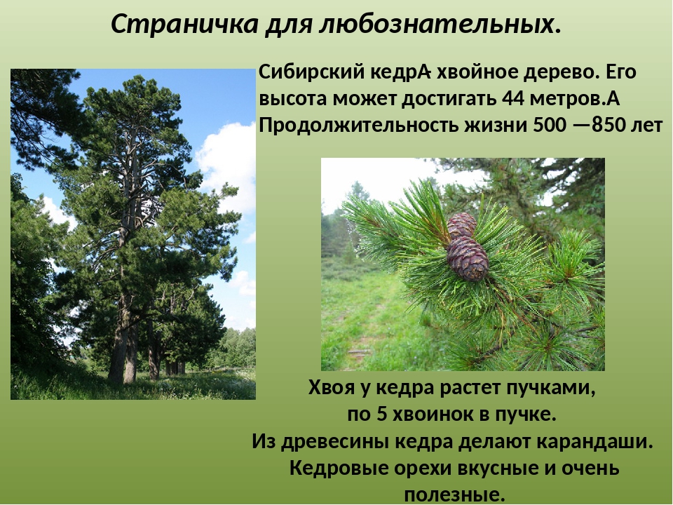 В какой природной зоне преобладают хвойные деревья. Кедр Сибирский описание. Сибирский кедр высота дерева. Кедр это хвойное. Кедр описание.