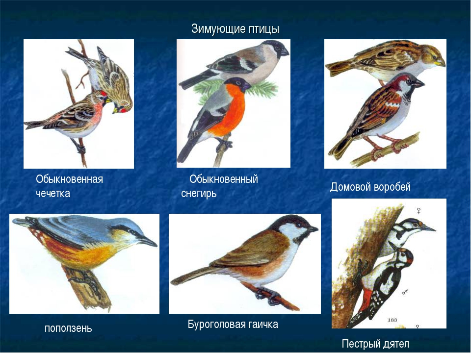 Зимующие птицы кузбасса. Птицы которые зимуют. Зимующие птицы названия. Таблица зимующие птицы. Зимующие птицы Сибири.