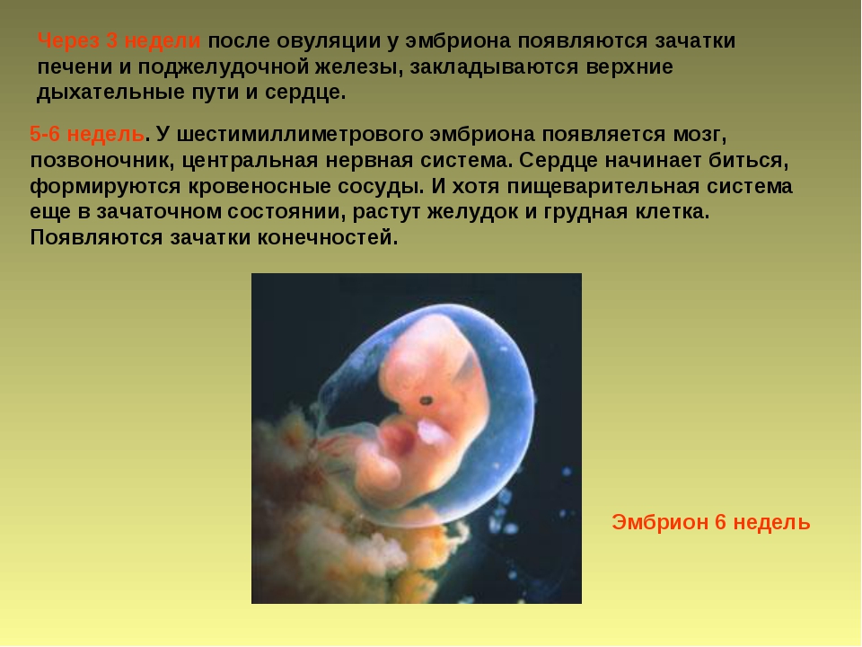 Плод становится человеком. Когда появляется сердце у эмб. Сердце эмбриона начинает биться. Когда у зародыша появляется сердце.