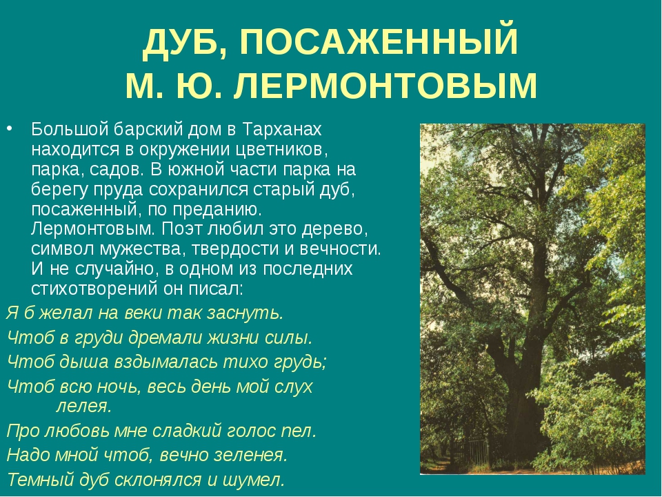 Почему дуб является памятником живой природы. Сообщение о дубе. Описание дуба. Интересные факты о дубе. Дуб дерево описание.