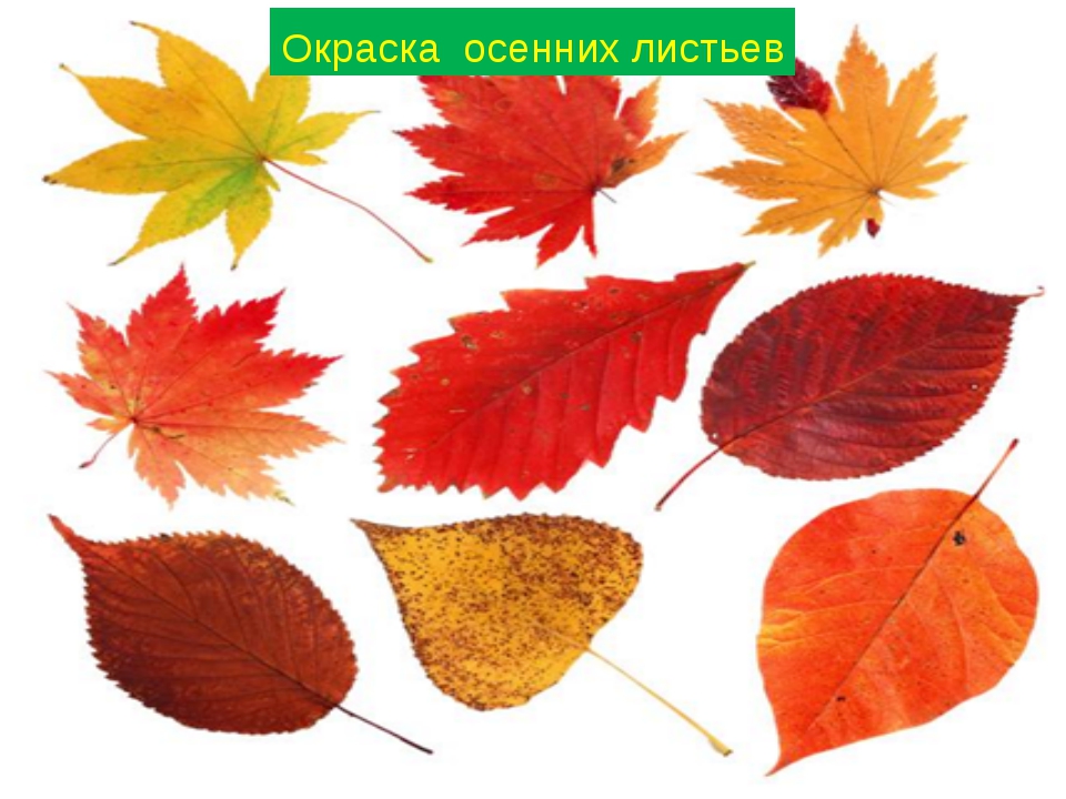Каким цветом листья осенью. Листья разных цветов. Осенние листочки. Листья разных деревьев. Осенние листья деревьев.