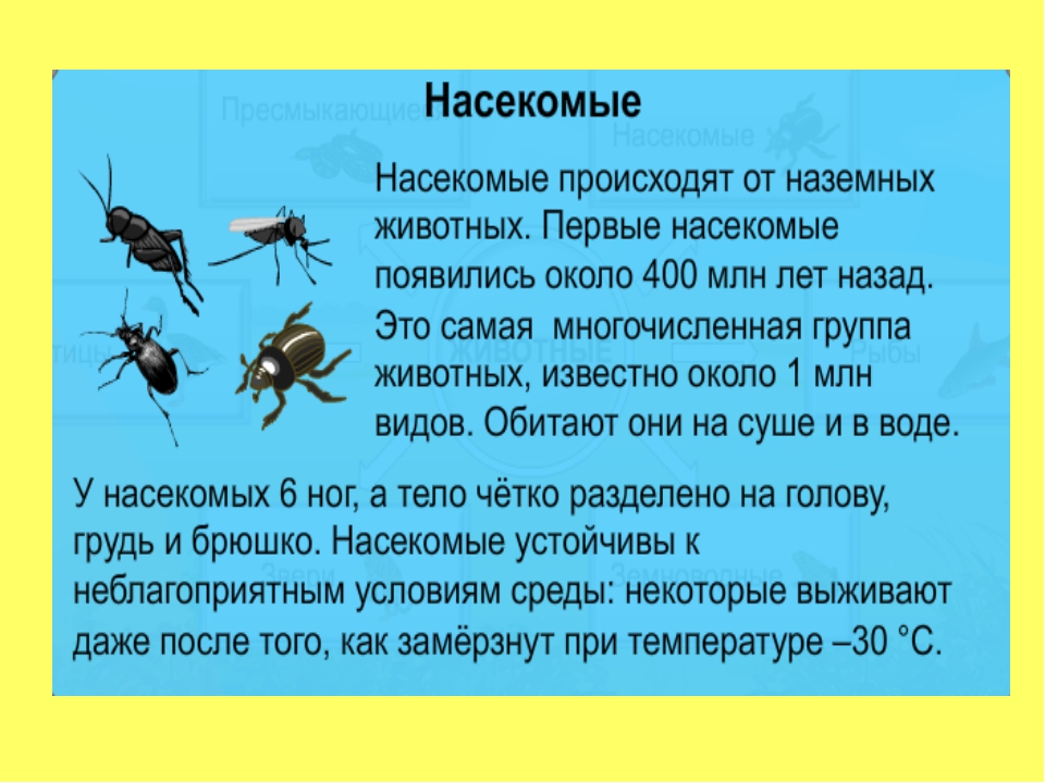 3 насекомых. Сообщение о насекомых. Доклад о насекомых. Презентация на тему насекомые. Насекомые это 2 класс.