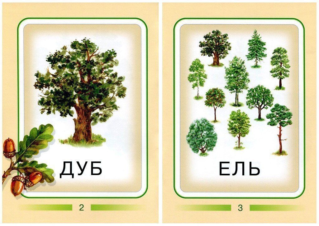 Деревья картинки для детей с названиями карточки распечатать