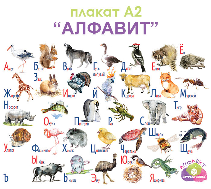 Азбука Животных В Картинках