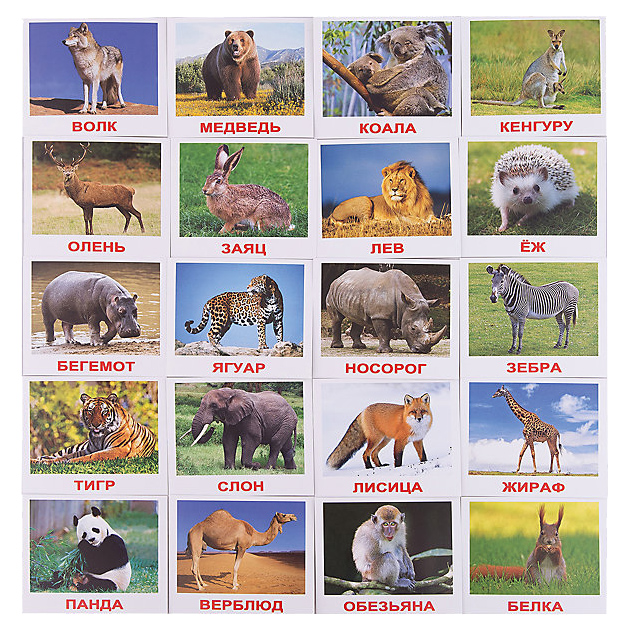 Карточки домашние дикие. Карточки с животными для детей. Карточки "Дикие животные". Карточки с изображением животных для детей. Дикие животные карточки для детей.