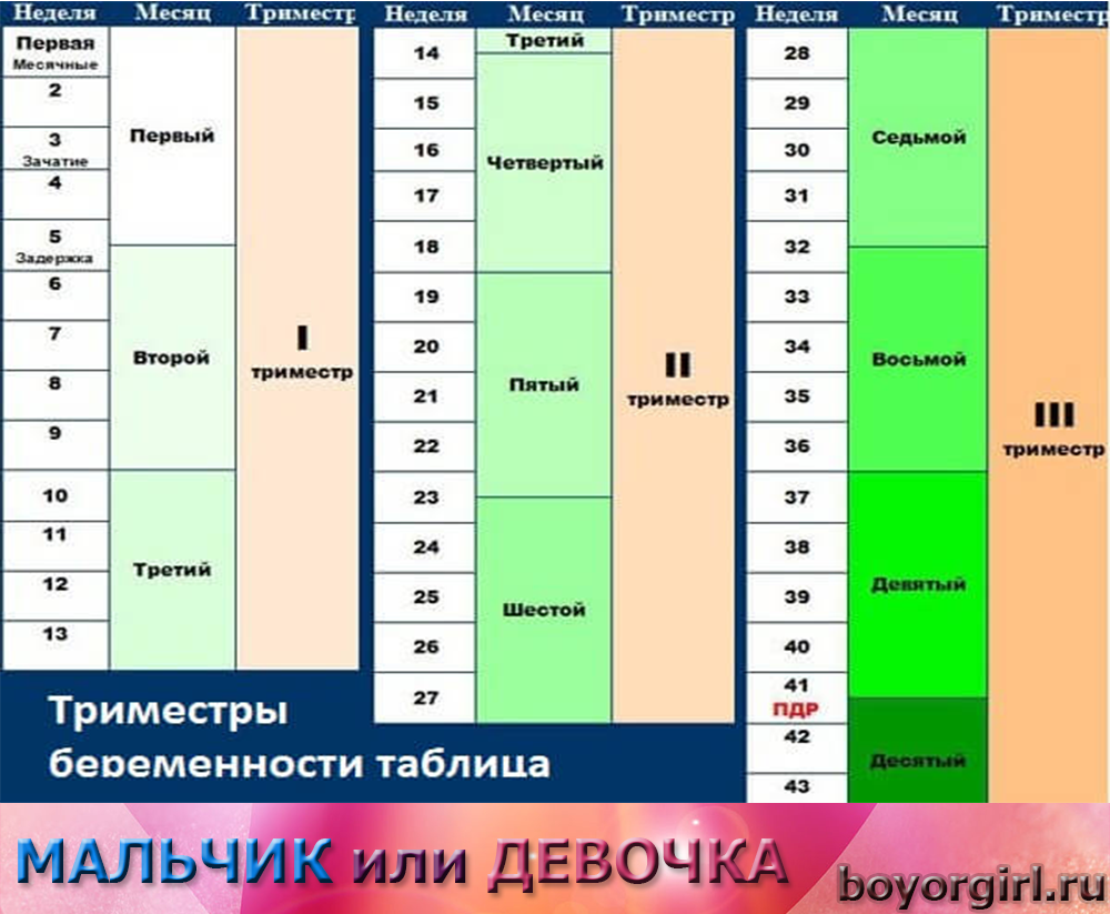 В какой срок происходит. Недели беременности по месяцам таблица. Триместры беременности по неделям и месяцам таблица. Месяца по беременности по неделям. Таблица триместров беременности по неделям.