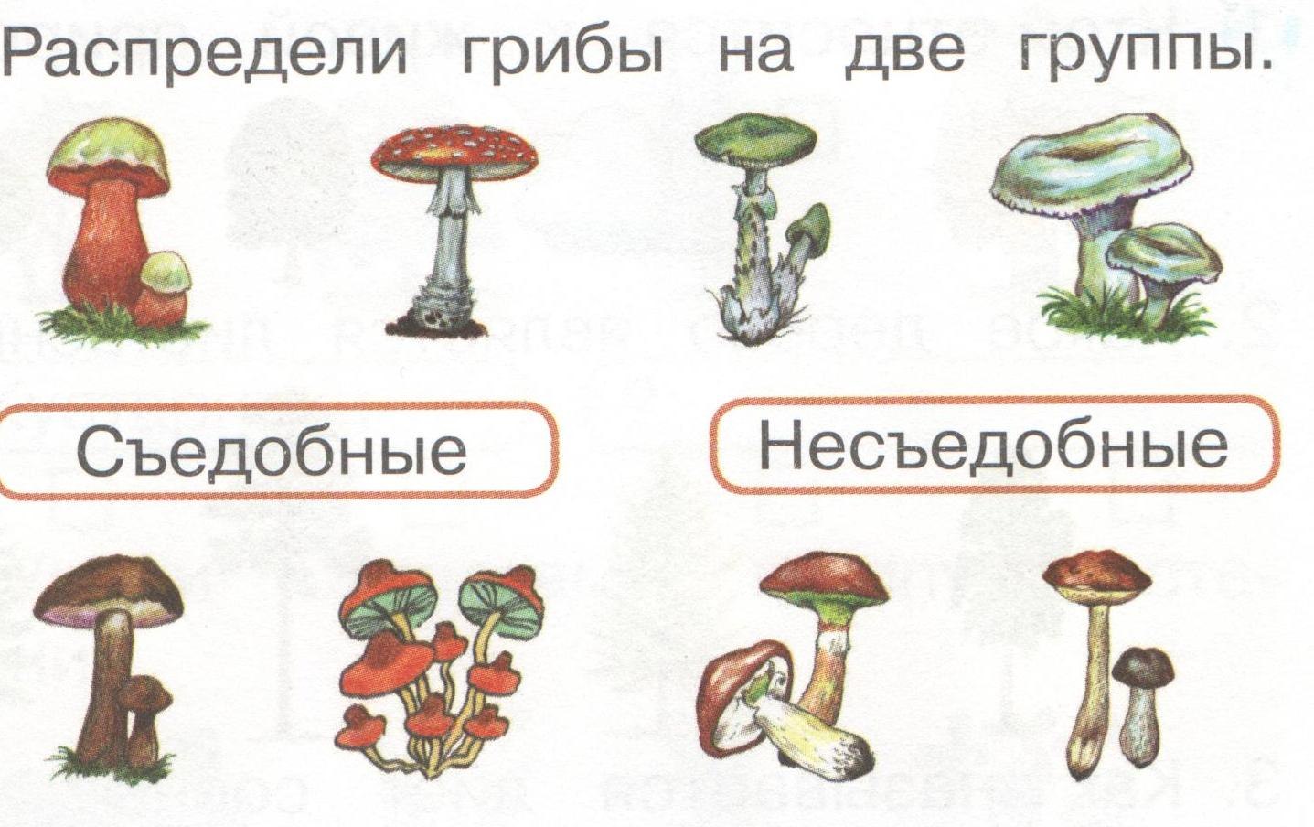 Презентация съедобные и несъедобные грибы средняя группа