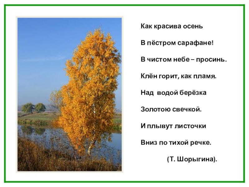 Орешник почти отпылил. Стихи про березу осенью. Стих про осеннюю березу для детей. Стихи про осеннюю березку. Стихи про березку осенью.