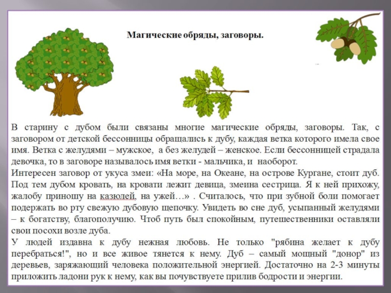 Дуб текст описание. Дуб описание 2 класс. Описание дуба 4 класс. Рассказ о дубе. Доклад о дереве.