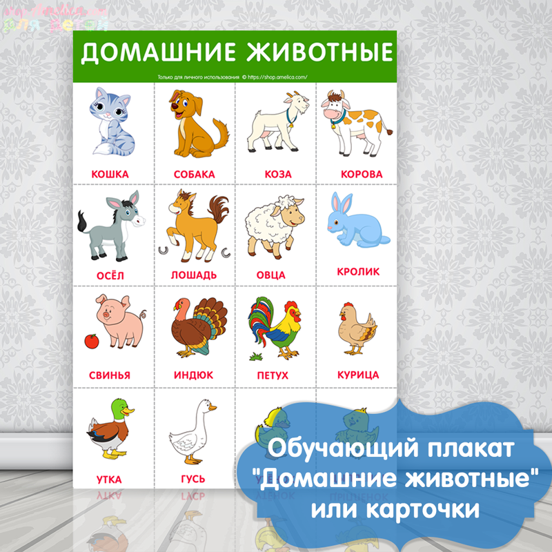 Схема описания животных для дошкольников