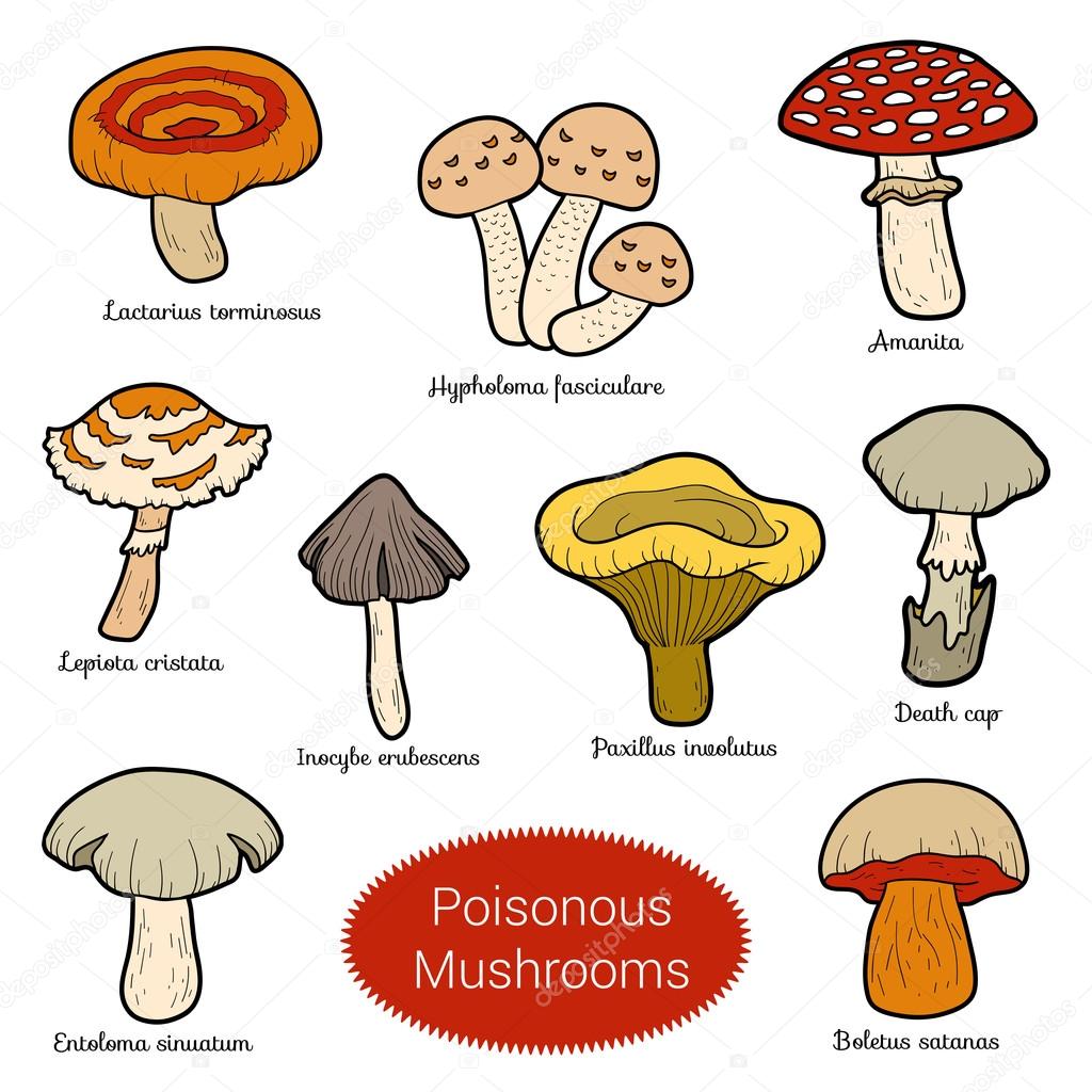 Рисунки ядовитых грибов для детей