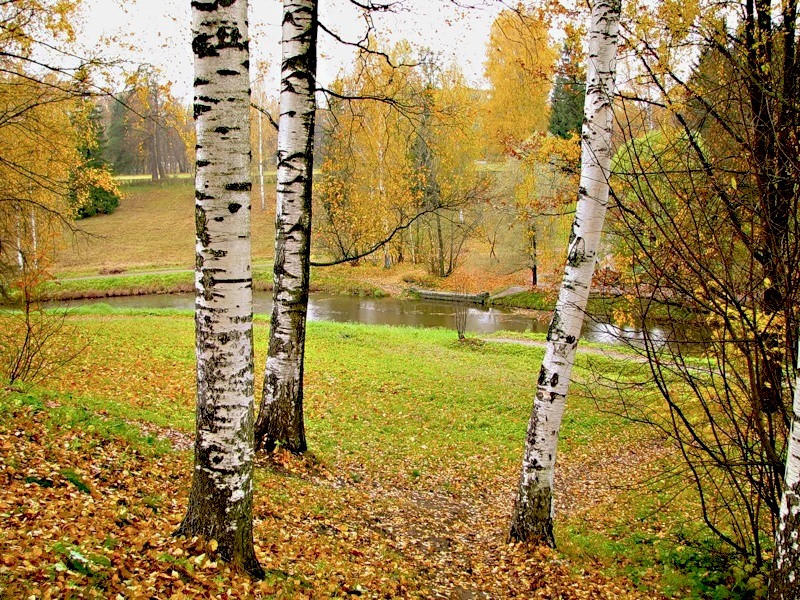 Фото лета и осени. Береза летом и осенью. Береза осень лето. Береза в Разное время года. Береза осенью зимой.