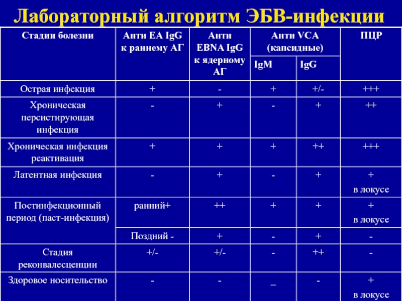 Периоды инфекционного мононуклеоза