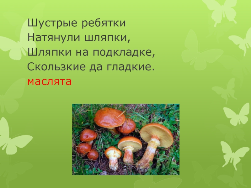 Загадки про грибы. Загадки о шляпочных грибах. Загадка про гриб масленок. Загадка про маслёнок. Загадки о масленке.