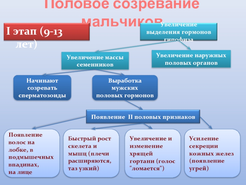 Этапы полового созревания у девочек фото