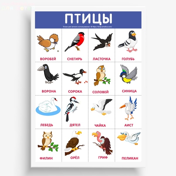 Птичка 3 буквы. Карточки "птицы". Птицы карточки с названиями. Обучающие карточки "птицы". Изучаем птиц для детей.
