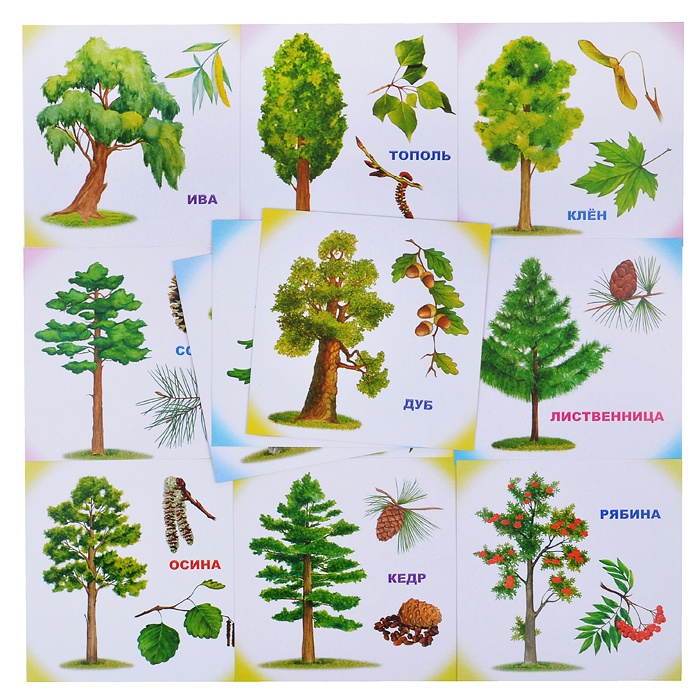 Какие есть деревья названия. Деревья названия. Лиственные деревья для детей. Дерево для малышей. Лиственные деревья для дошкольников.