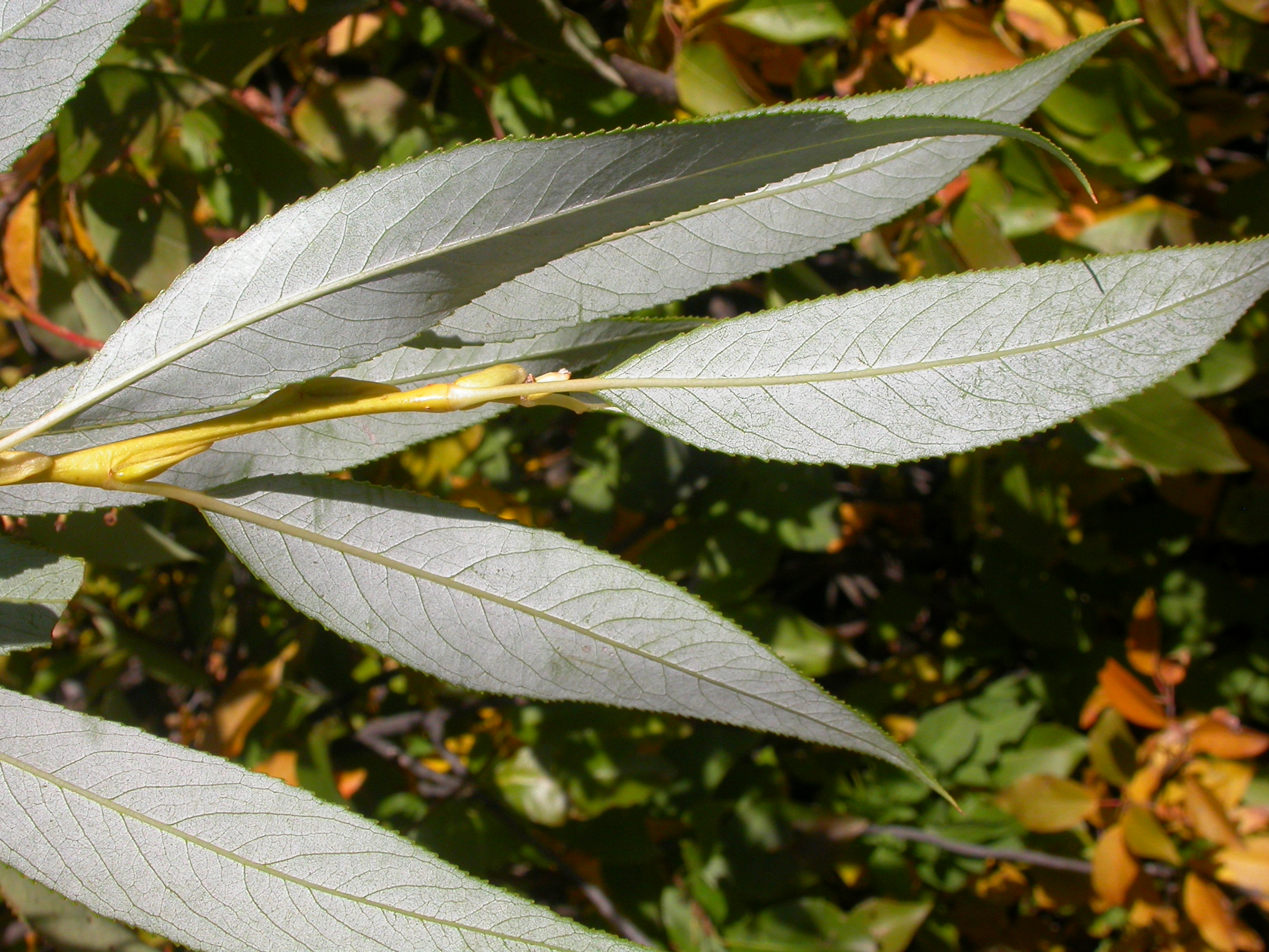 Листья ивы песня. Ива ломкая (Salix fragilis) «bullata». Ива ломкая (Salix fragilis l.). Ива ломкая (Salix fragilis), Ракита. Ива остролистная листья.