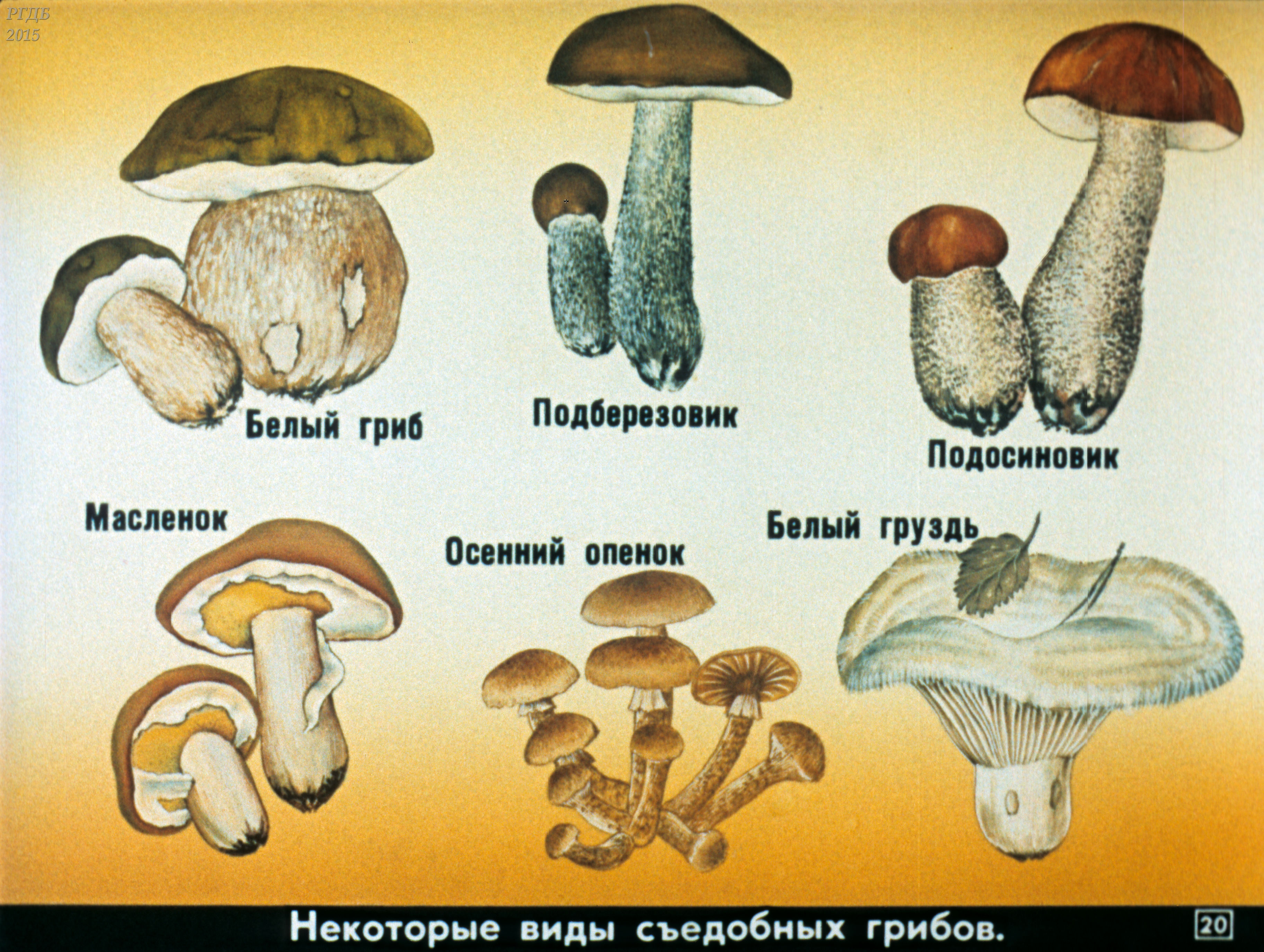 Название некоторых грибов. Название грибов. Съедобные грибы. Виды съедобных грибов. Картинки грибов с названиями.