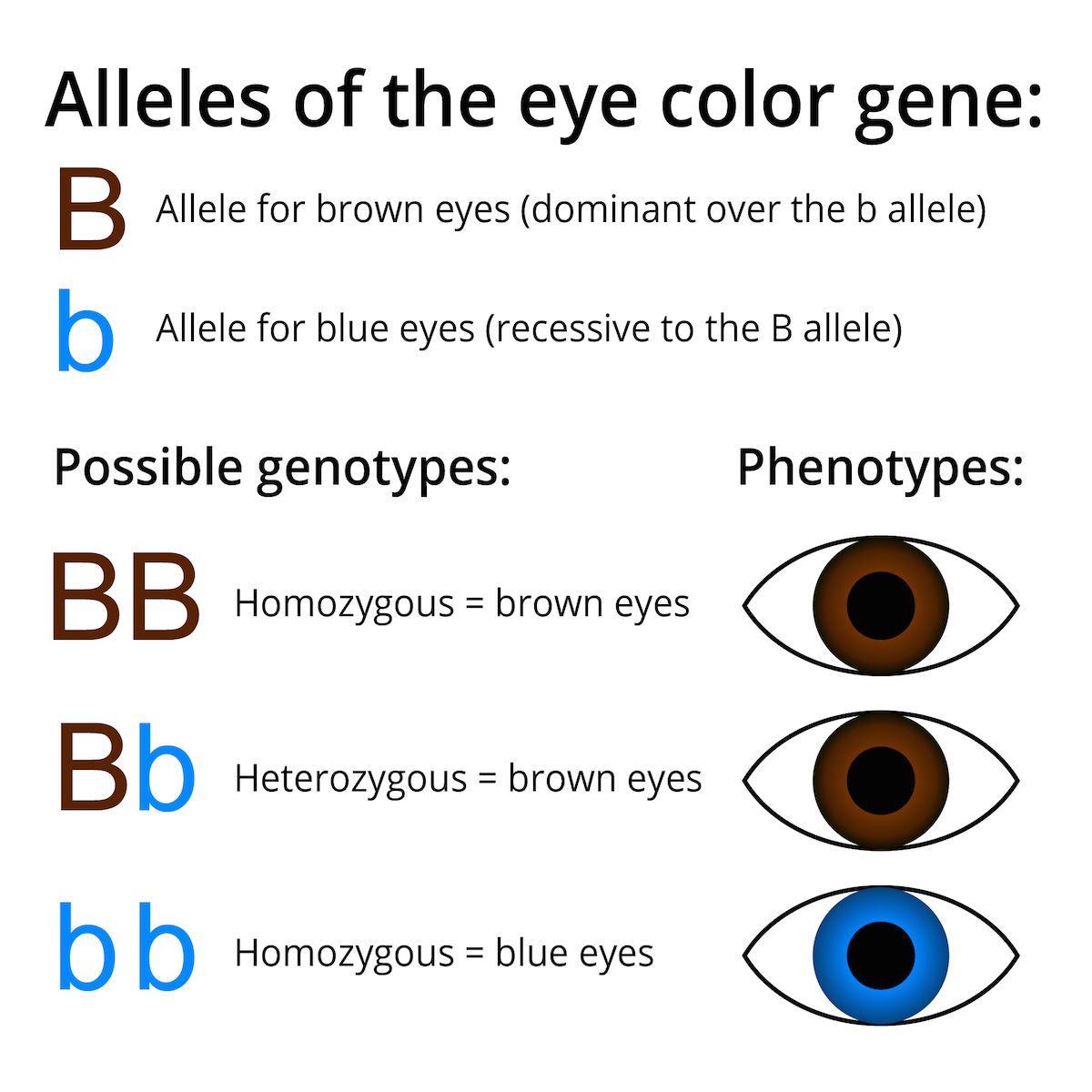 Какой процент глаз. Генетика цвет глаз наследование. Тамбшица генов цвета глаз. Цвет глаз таблица. Схема наследования цвета глаз.