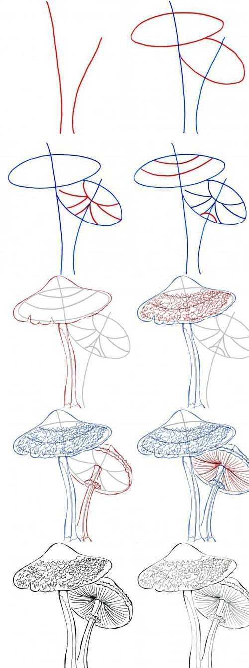 Как рисовать поэтапно гриб