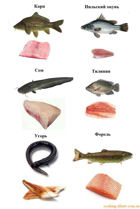 Рыбка на букву т. Морская рыба названия. Рыба съедобная. Морская рыба названия для еды. Сорта морской рыбы.