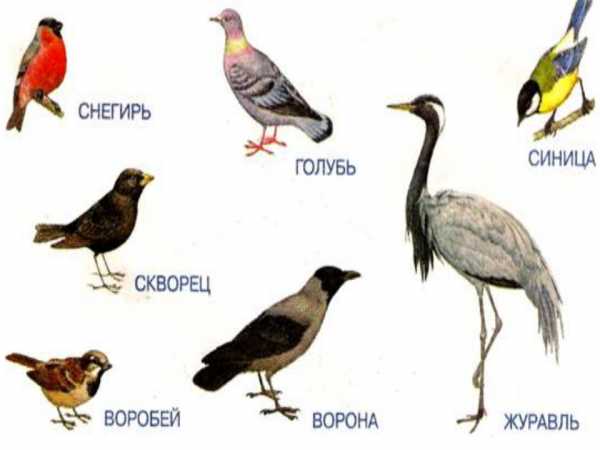Чем питаются птицы картинки для детей